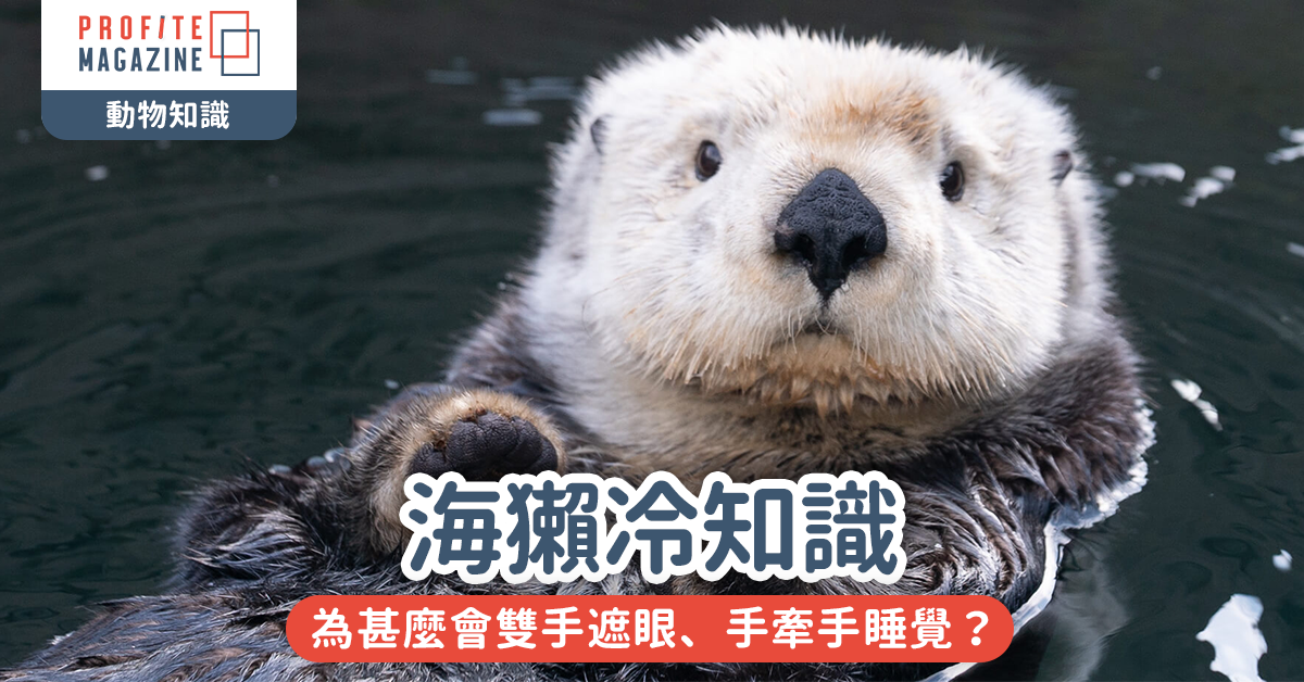 海獺冷知識｜海獺為甚麼會雙手遮眼、手牽手睡覺？