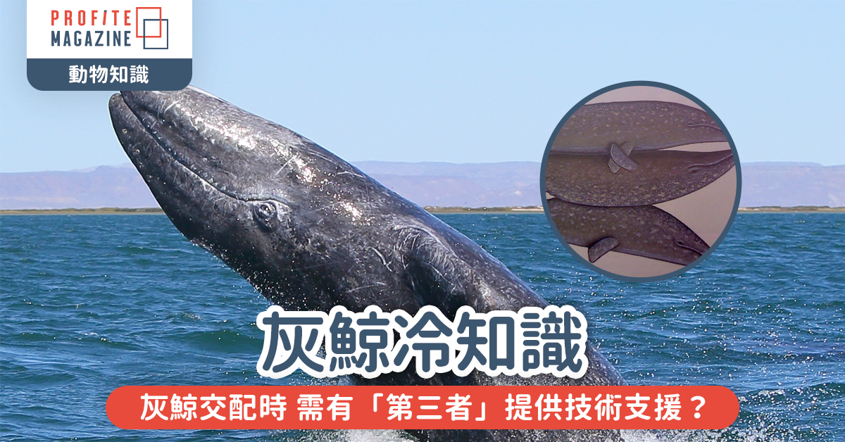 一條灰鯨游出水面