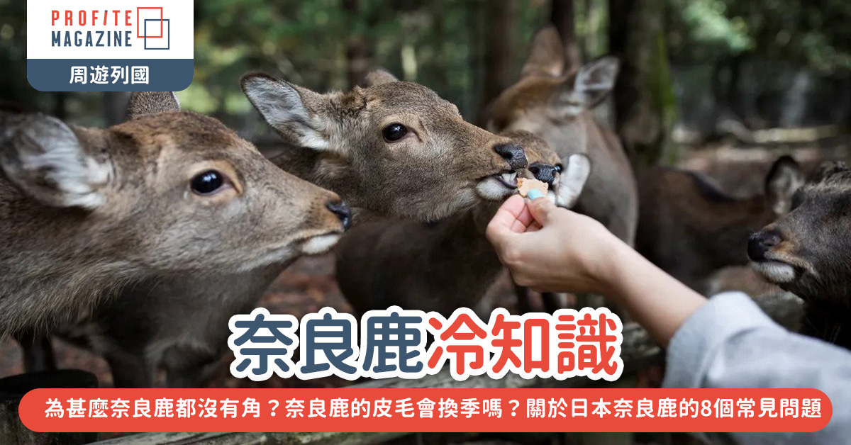 數隻日本奈良鹿正在被飼食
