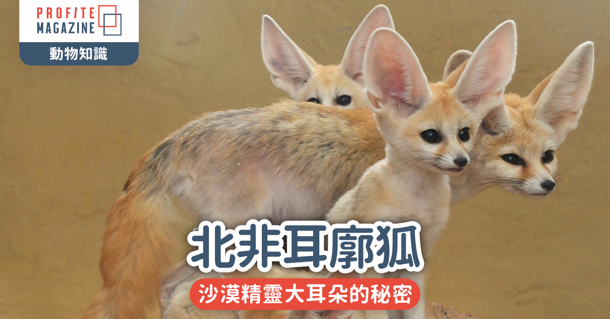 北非耳廓狐｜沙漠精靈大耳朵的秘密