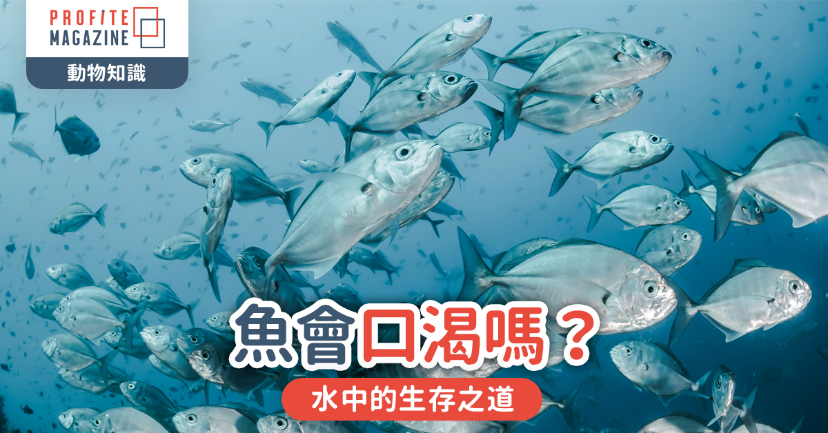 魚會口渴嗎？｜水中的生存之道