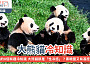五隻大熊貓在一起