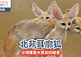 北非耳廓狐｜沙漠精靈大耳朵的秘密