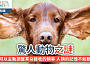 一隻狗攤有一隻大耳朵