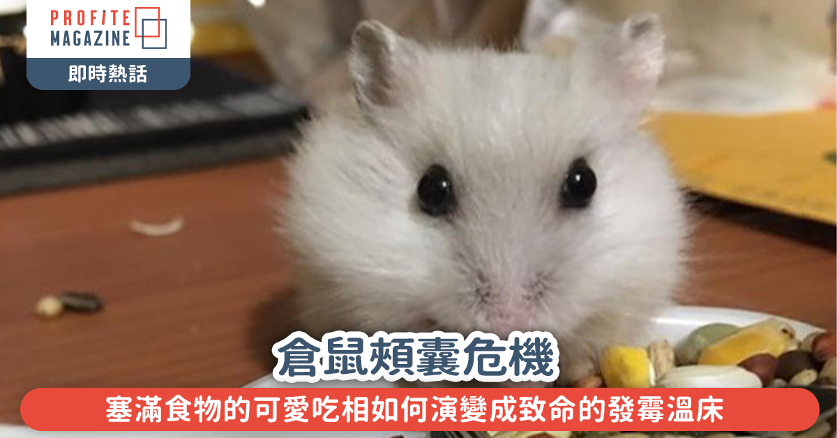 雙頰塞滿食物的倉鼠