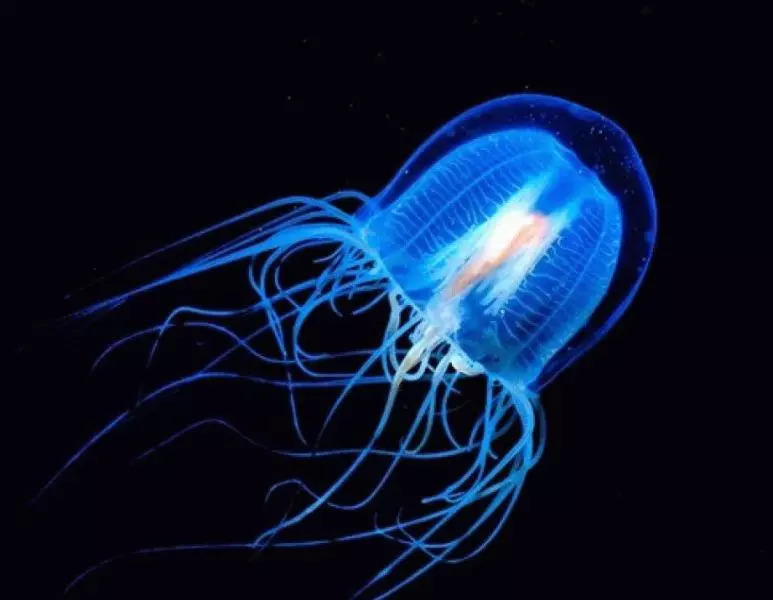 深藍海水中漂浮的半透明水母
