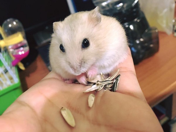 一隻兩頰鼓脹的倉鼠